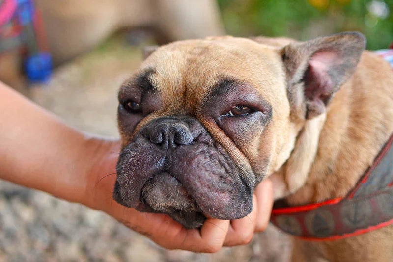 French Bulldog Allergies