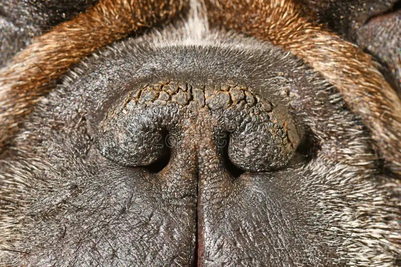 French Bulldog Dry Nose