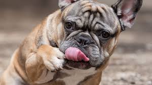 French Bulldog Licking Paws - How to Stop It?