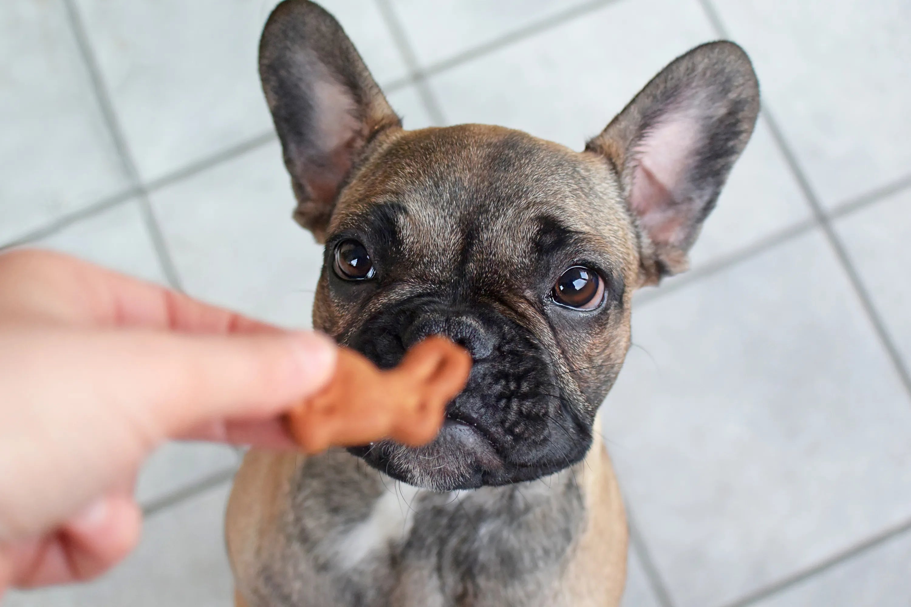 French Bulldog Treats – the best treats for your furry friend this year!