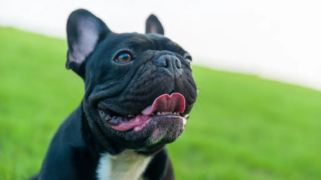 French Bulldog Breathing Issues