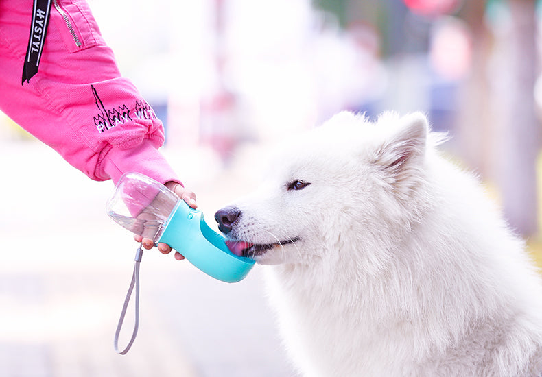Bully Dog Water Bottle | Antimicrobial, Portable, Leak-Proof 6