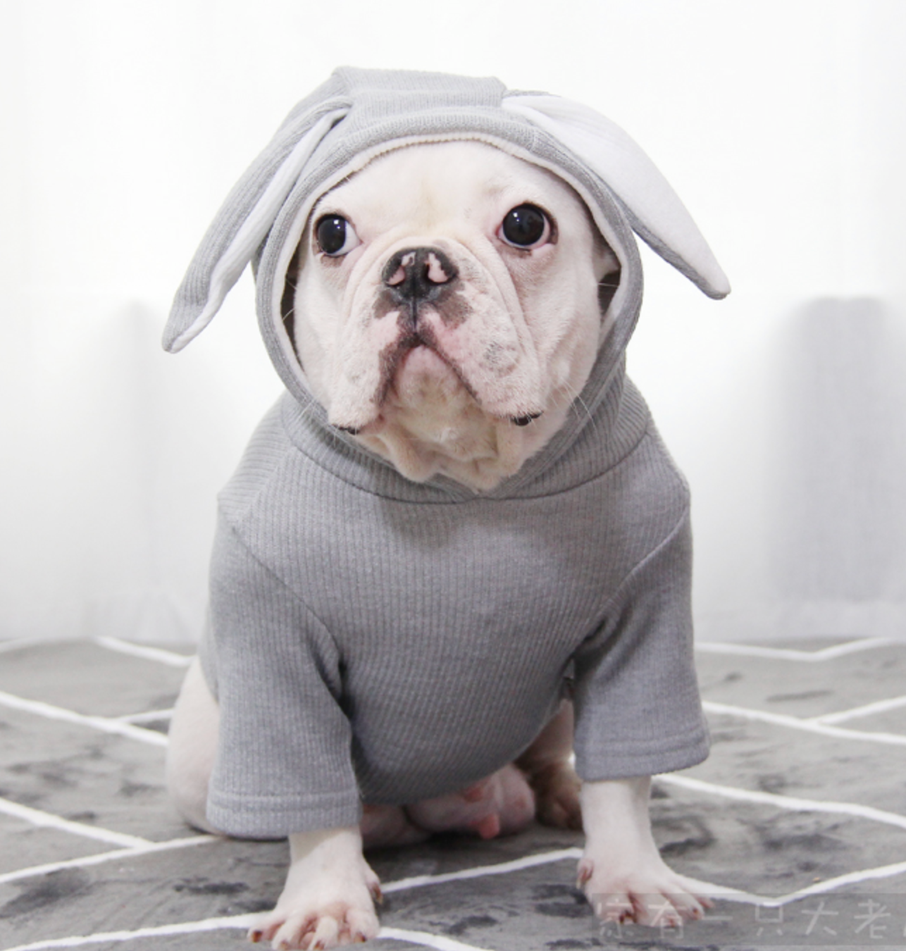 Bunny Frenchie Hoodie | Soft Cotton, Double-Layer Design 1