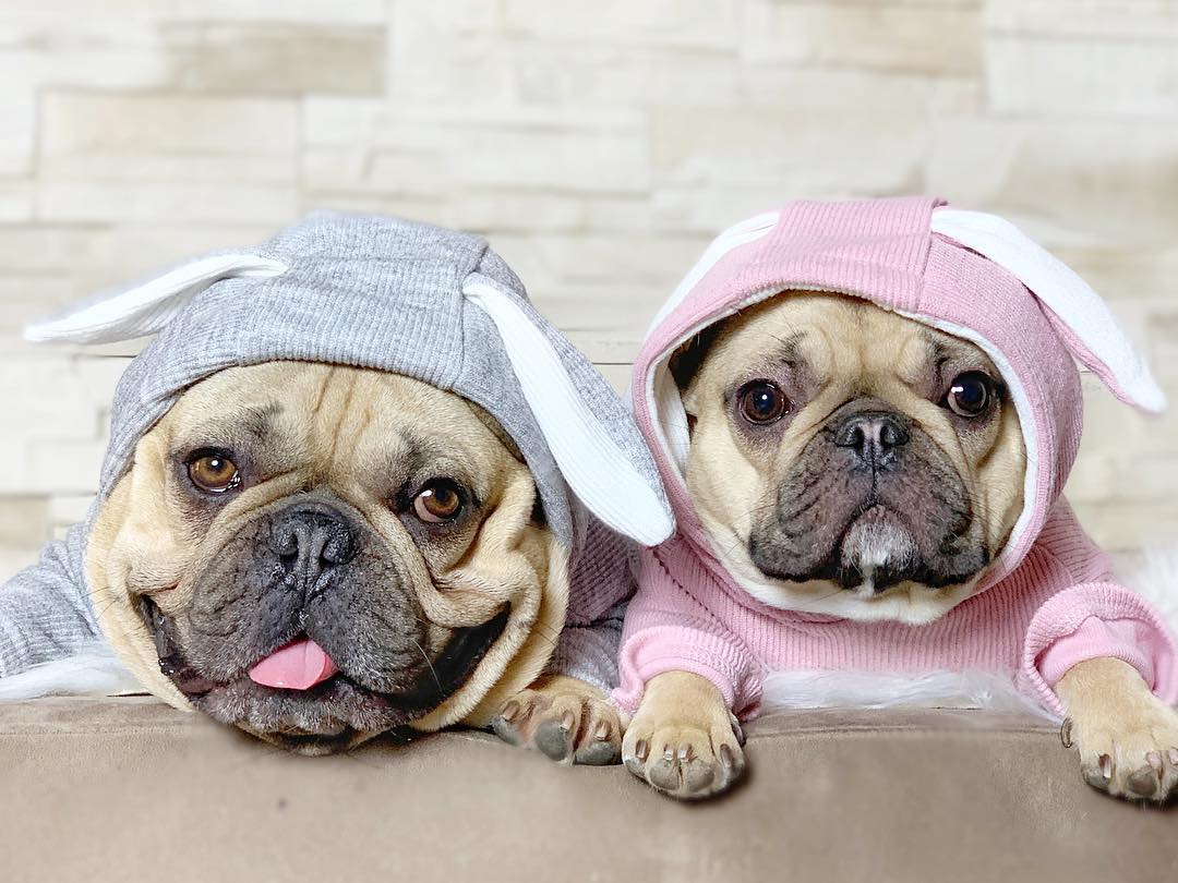 Bunny Frenchie Hoodie | Soft Cotton, Double-Layer Design 2