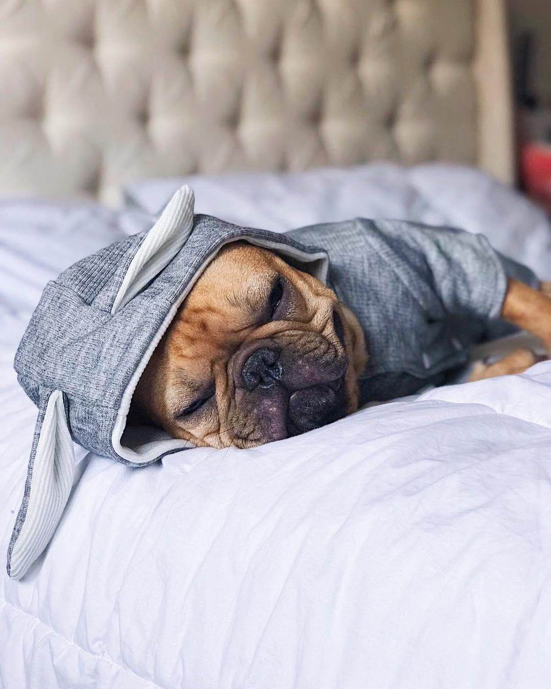 Bunny Frenchie Hoodie | Soft Cotton, Double-Layer Design 4