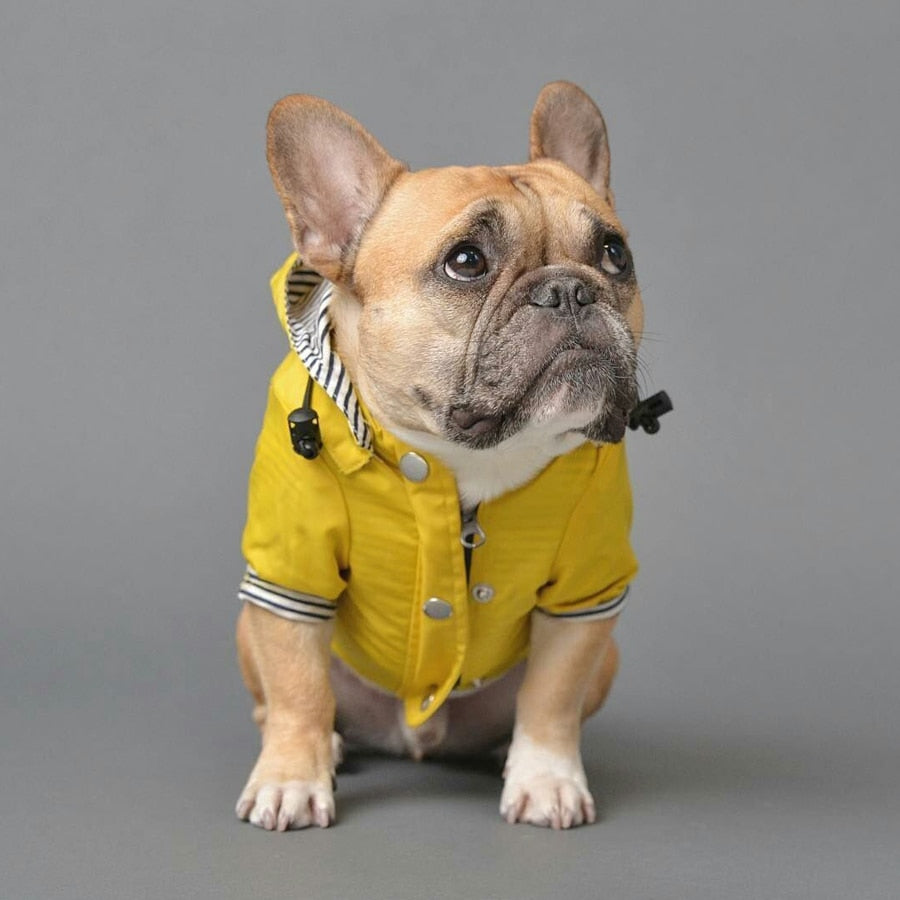 Coco Dog Raincoat | Waterproof, Stylish Design for Bulldogs 1