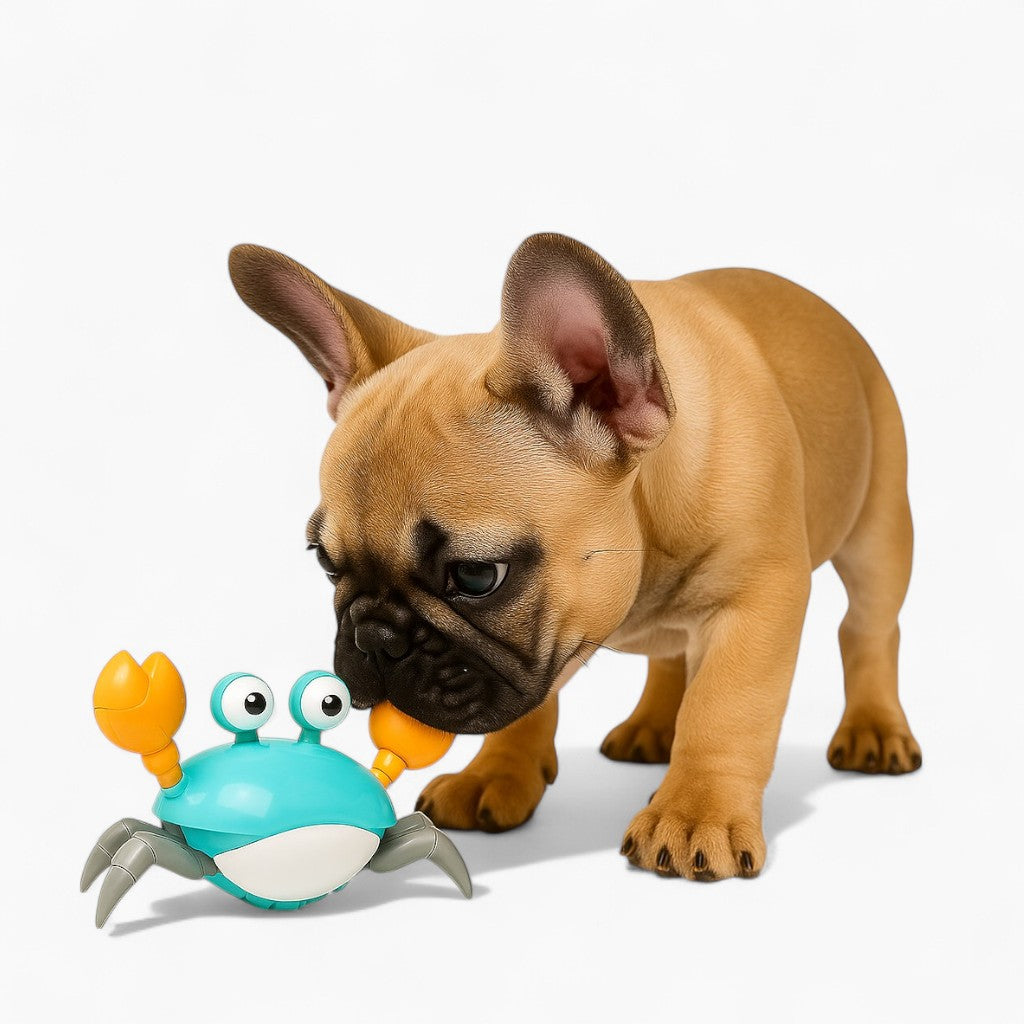Crispy Crab Dog Toy | Interactive Motion Sensor, Durable TPR & ABS 1