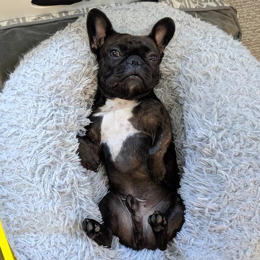 Doodle Dog Bed | Plush Comfort, Anti-Anxiety Design for Dogs 5