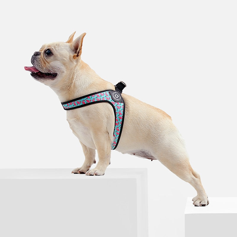 Elysian Bulldog Harness | No Pull, Premium Leather for Comfort and Style 4