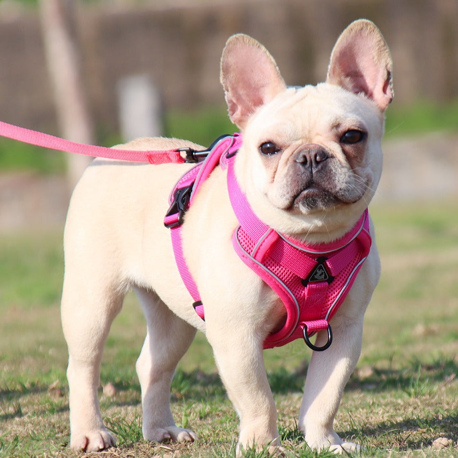 Fido Dog Harness | No Pull, Adjustable with Handle for French Bulldogs 2