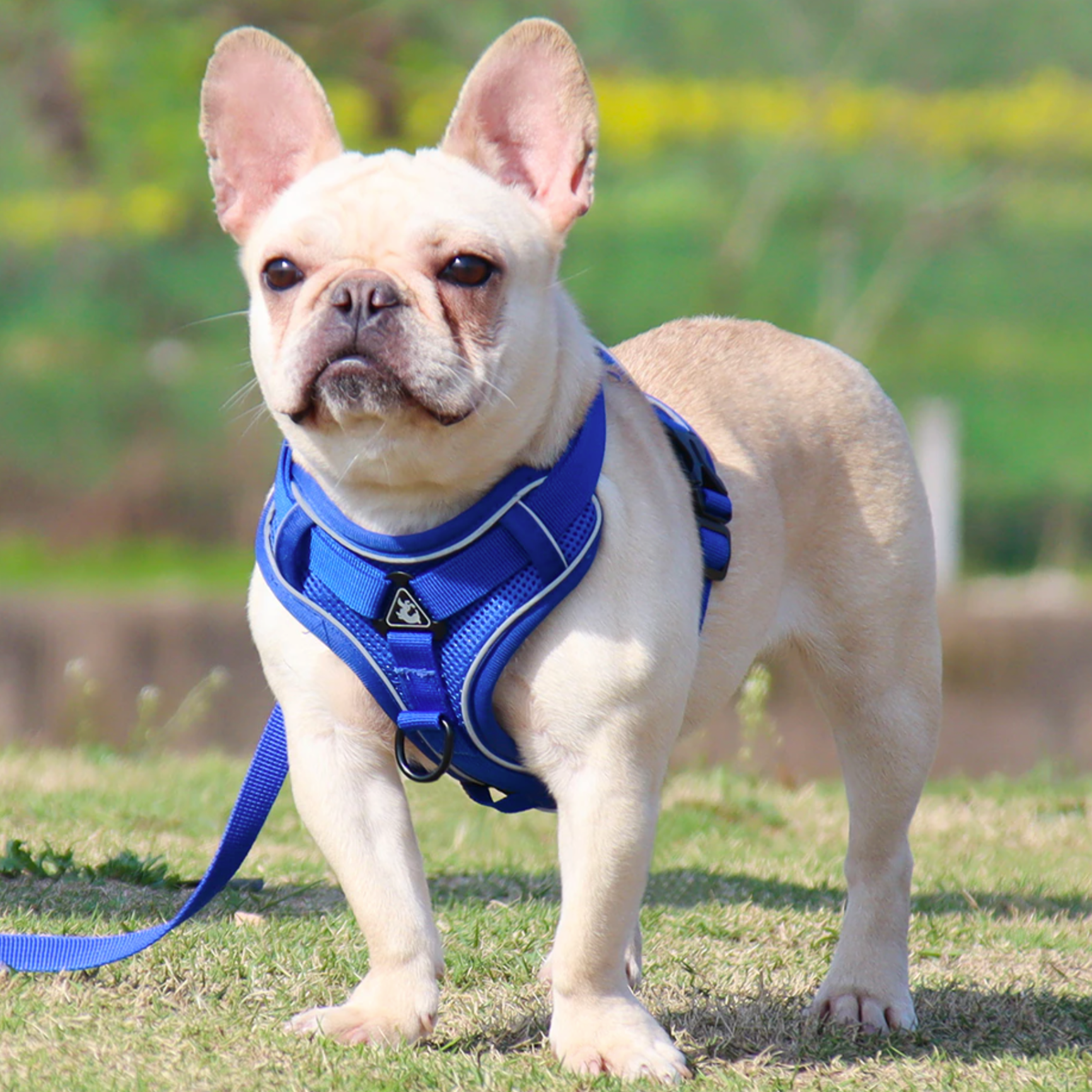 Fido Dog Harness | No Pull, Adjustable with Handle for French Bulldogs 4