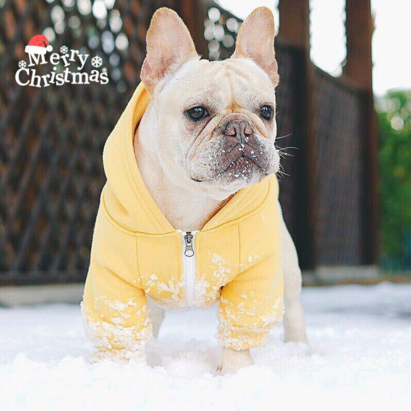 Fido Dog Hoodie | 100% Cotton, Cozy Design for French Bulldogs 7