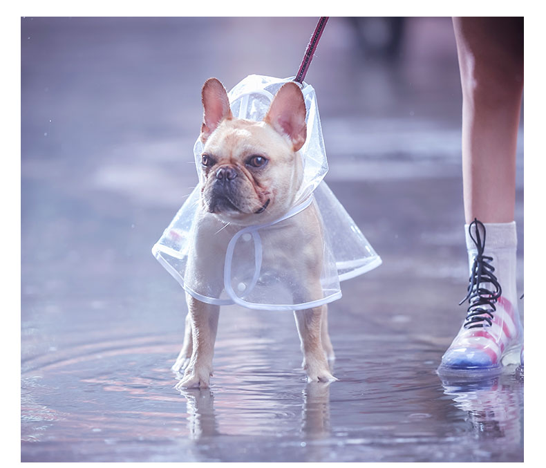 Fido Dog Raincoat | Transparent Waterproof Coat for Stylish Dogs 5