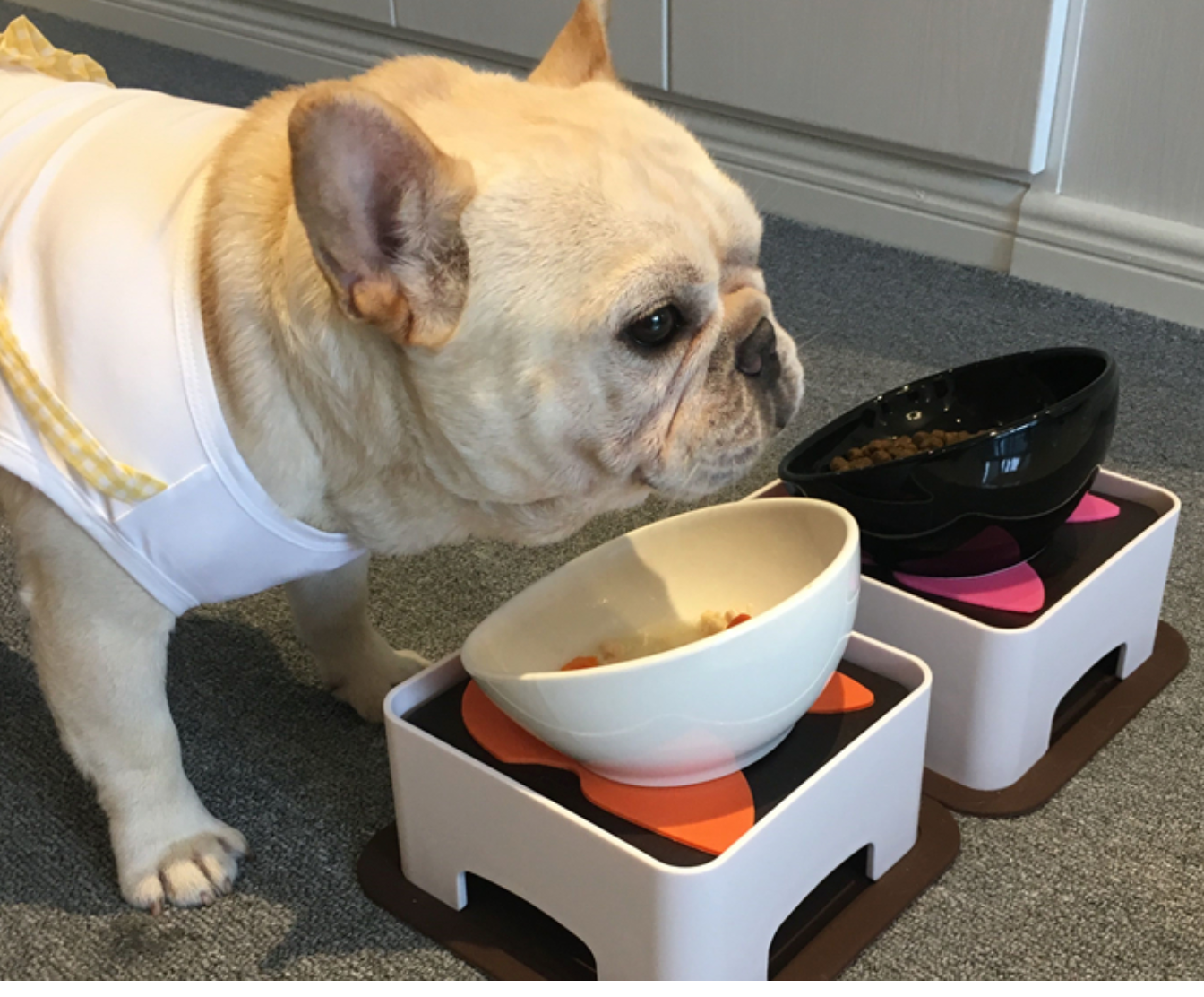 Fido Elevated Dog Bowl | Ceramic, Adjustable Design for French Bulldogs 3