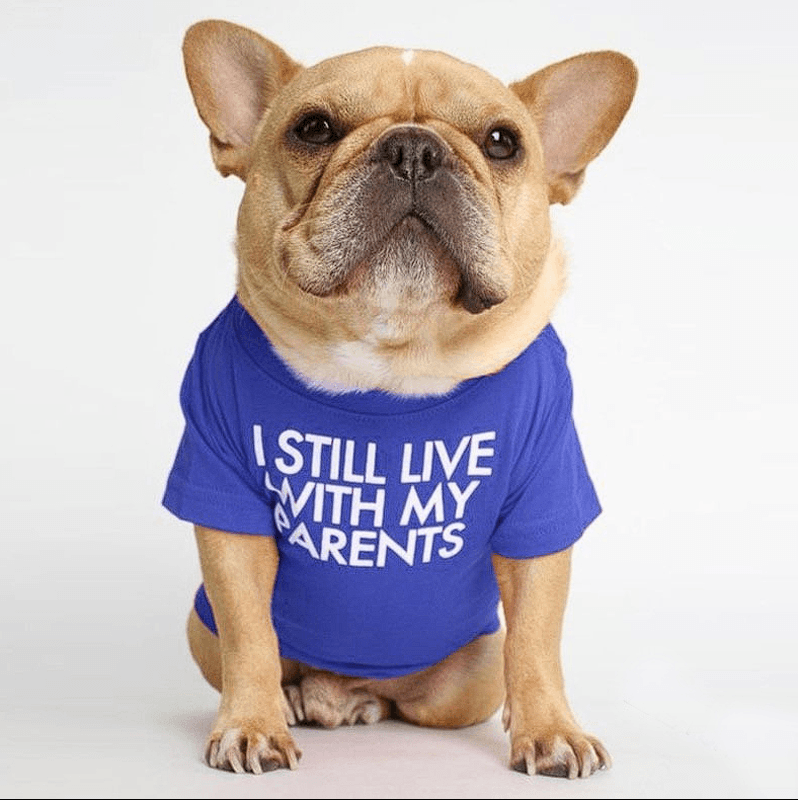 Fido French Bulldog Shirt | Cute Design, Soft Fabric 1