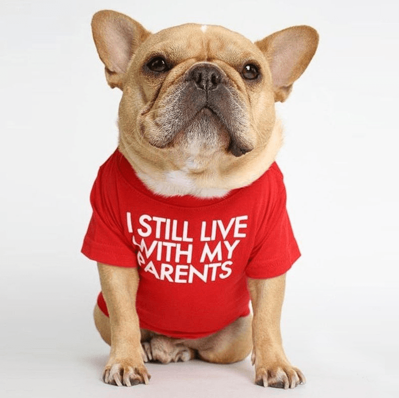 Fido French Bulldog Shirt | Cute Design, Soft Fabric 3