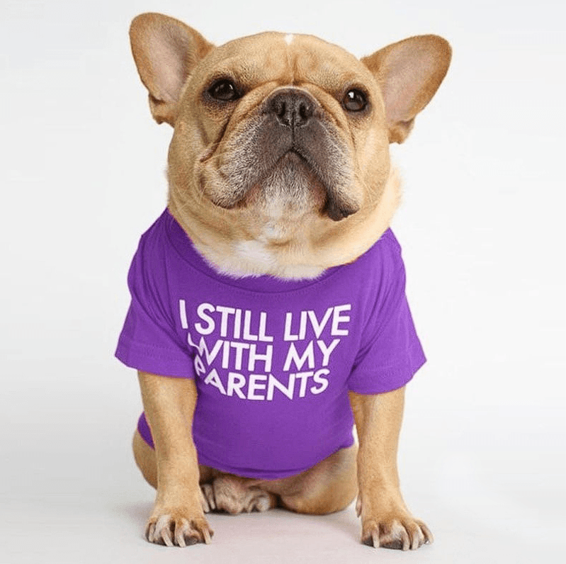 Fido French Bulldog Shirt | Cute Design, Soft Fabric 5