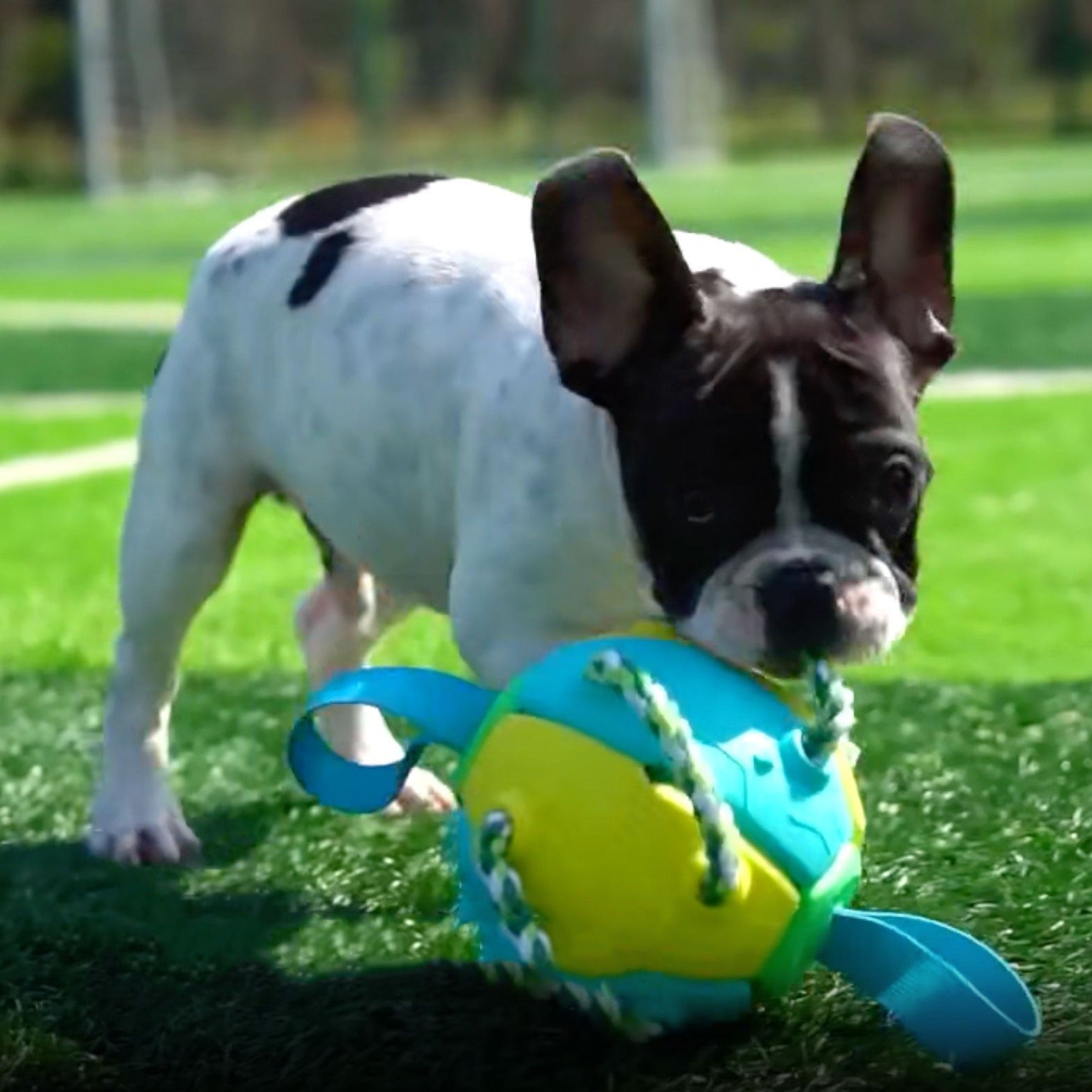 Fido Frenzy Soccer Ball | Interactive Dog Toy, Chew-Resistant, Lightweight 3
