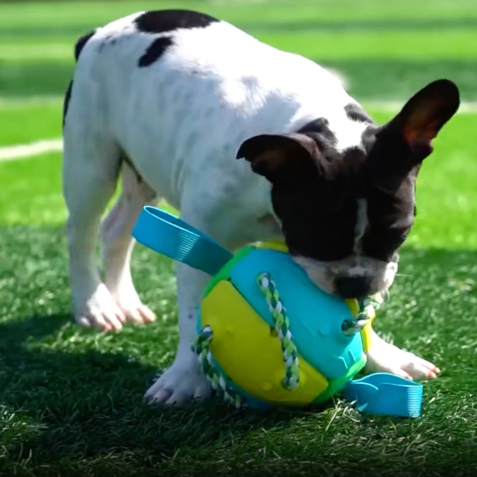Fido Frenzy Soccer Ball | Interactive Dog Toy, Chew-Resistant, Lightweight 4