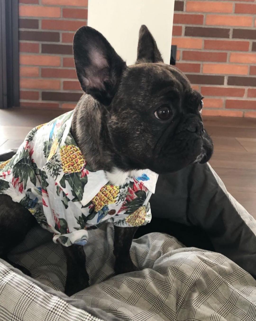 Fido Hawaiian Dog Shirt | Breathable Cotton, Easy Slip-On Design 6