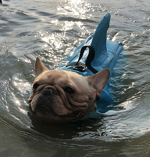 Finn Shark Life Vest | Durable, Buoyant Fabric 3