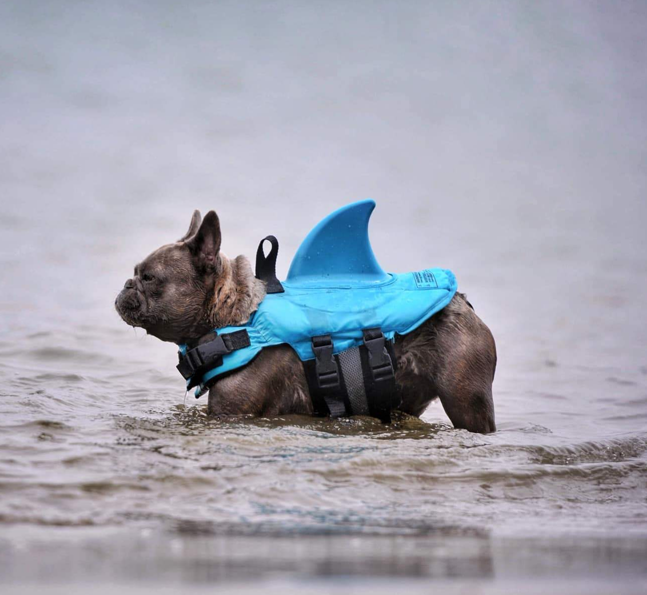 Finn Shark Life Vest | Durable, Buoyant Fabric 7