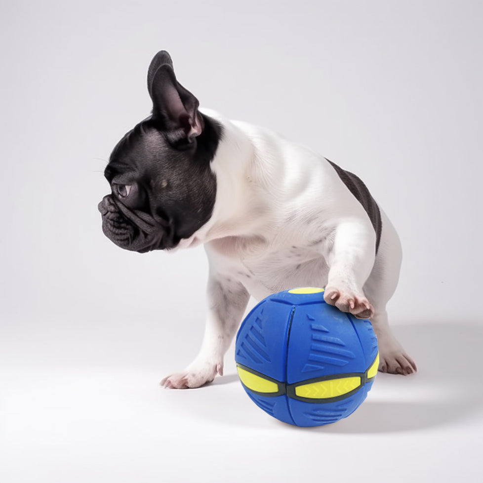 Frenzy Frenchie Ball | LED Light-Up, Durable Rubber Dog Toy 0