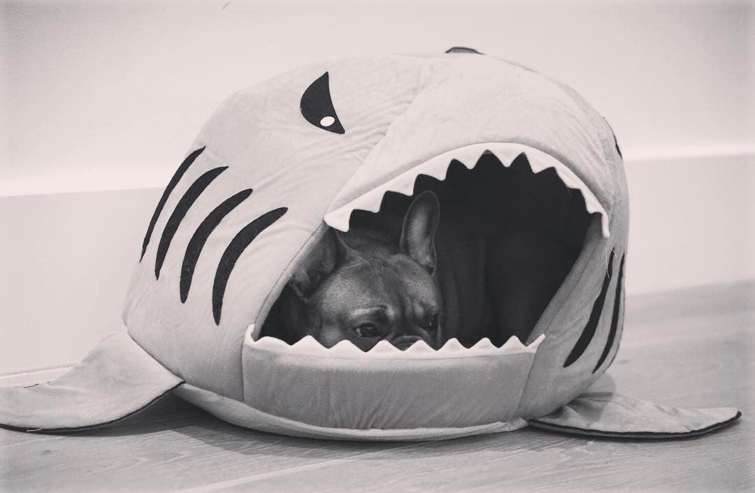 Frodo Shark Dog Bed | Cozy Cave for Small Breeds, Self-Warming Interior 6