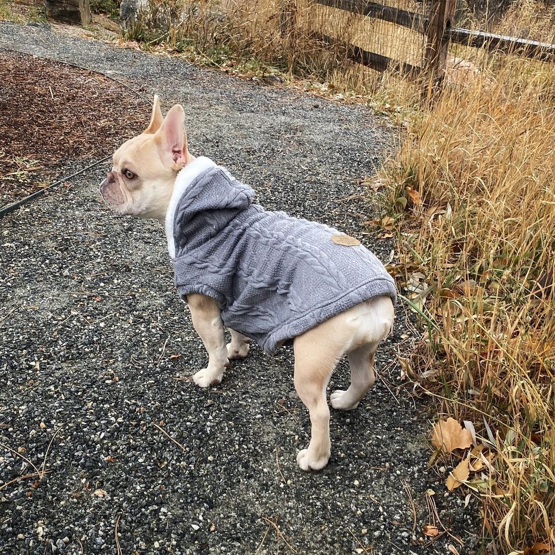 Gizmo Small Dog Sweater | 100% Cotton, Cozy Winter Wear 7