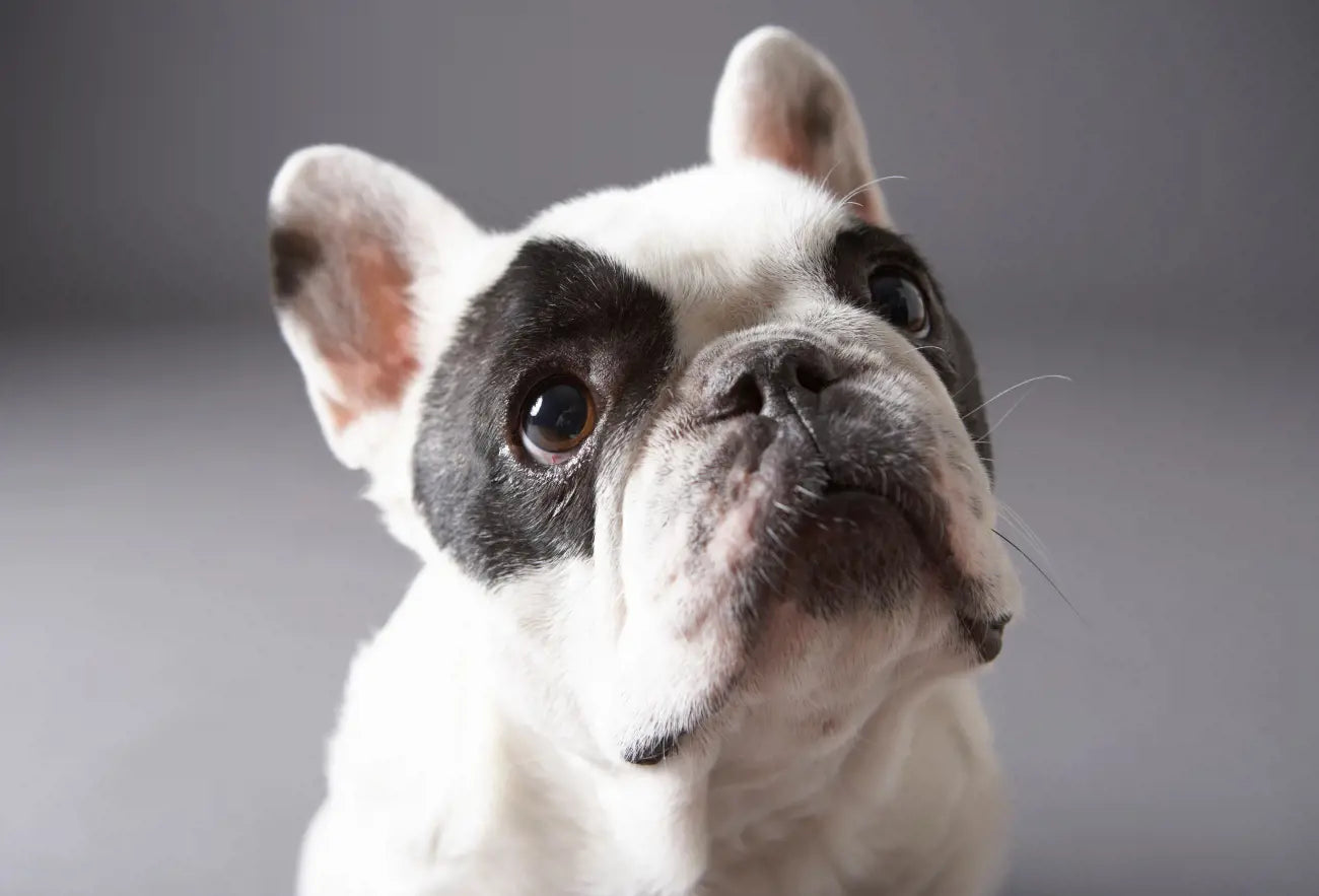 Are French Bulldogs Aggressive? A Discussion About your Pup’s Mood Swings!