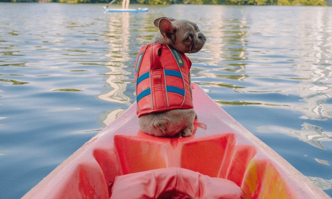 Can French Bulldogs Swim?
