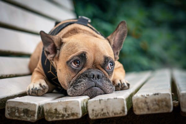 French Bulldog Crying- How to Stop It?