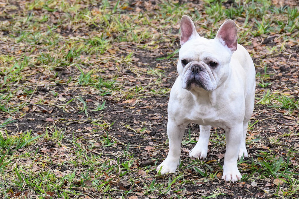 French Bulldog Diarrhea: The Ultimate Guide to Curing Your Pup’s Tummy!