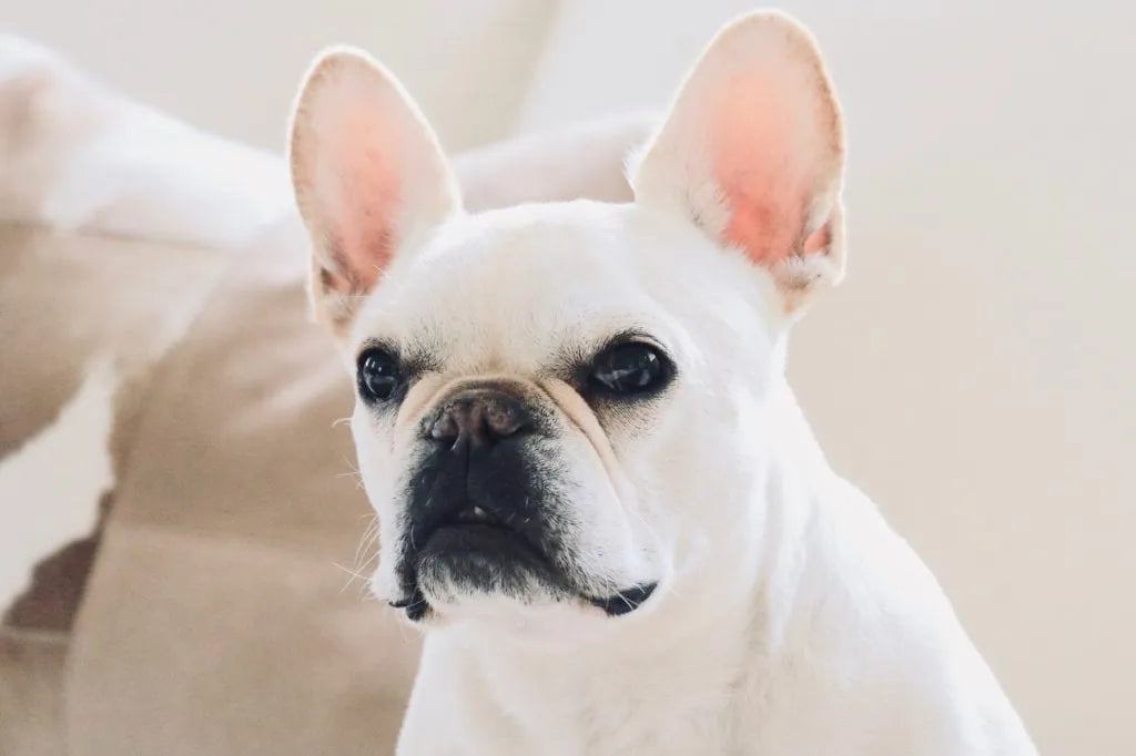 French Bulldog Tear Stains - Learn More About Your Pet