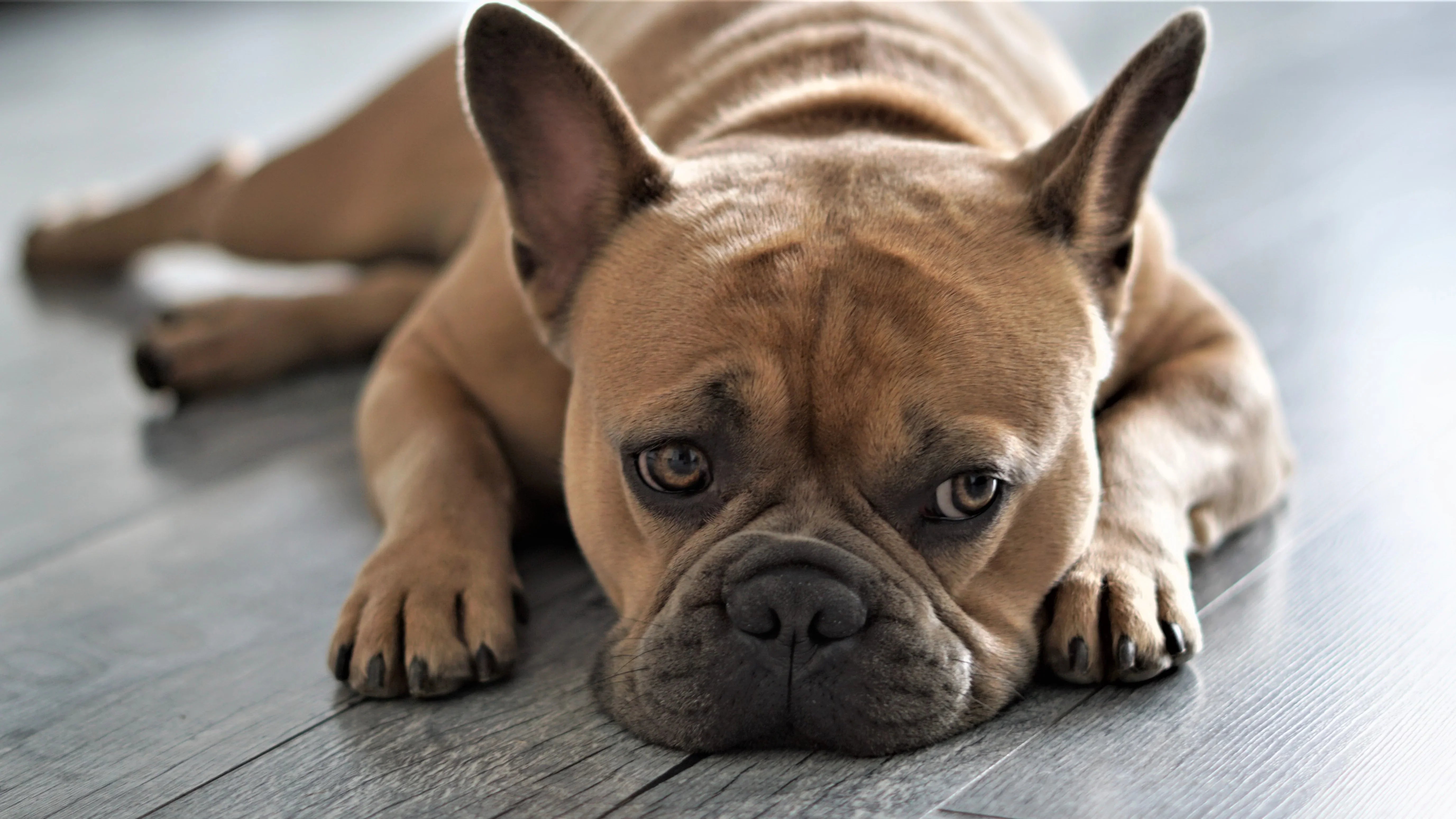 French Bulldog Hair Loss