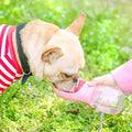 Bully Dog Water Bottle | Antimicrobial, Portable, Leak-Proof 0