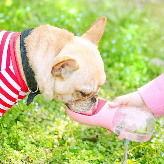 Bully Dog Water Bottle | Antimicrobial, Portable, Leak-Proof 0