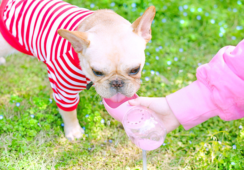 Bully Dog Water Bottle | Antimicrobial, Portable, Leak-Proof 7