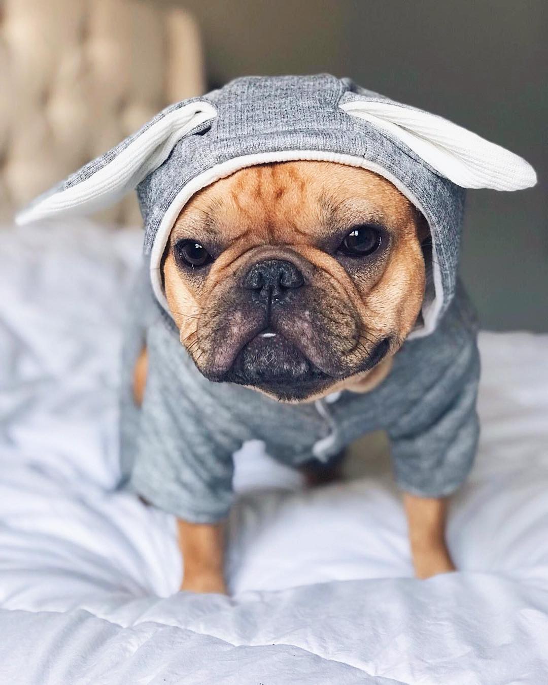 Bunny Frenchie Hoodie | Soft Cotton, Double-Layer Design 3