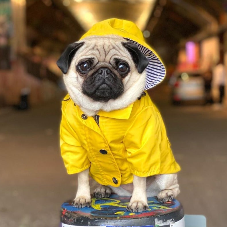 Coco Dog Raincoat | Waterproof, Stylish Design for Bulldogs 4