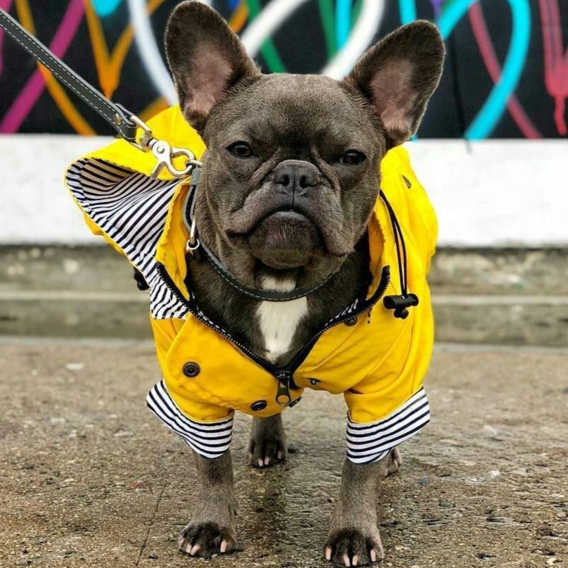 Coco Dog Raincoat | Waterproof, Stylish Design for Bulldogs 5
