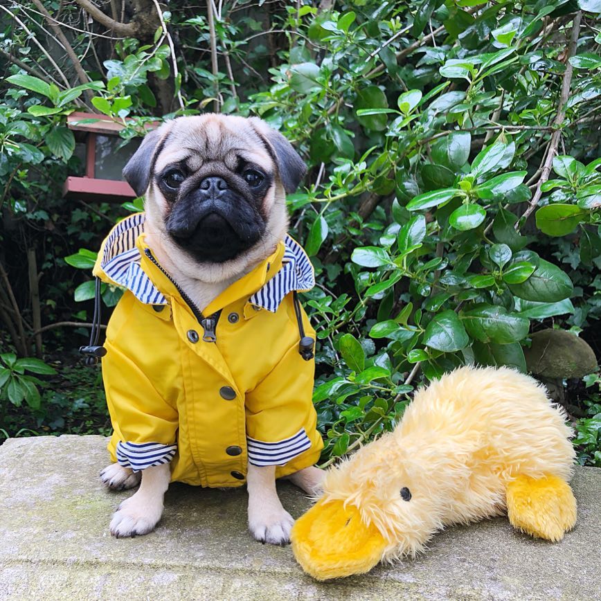 Coco Dog Raincoat | Waterproof, Stylish Design for Bulldogs 6