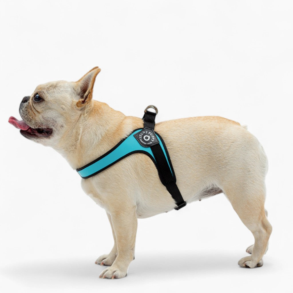 Elysian Bulldog Harness | No Pull, Premium Leather for Comfort and Style 1