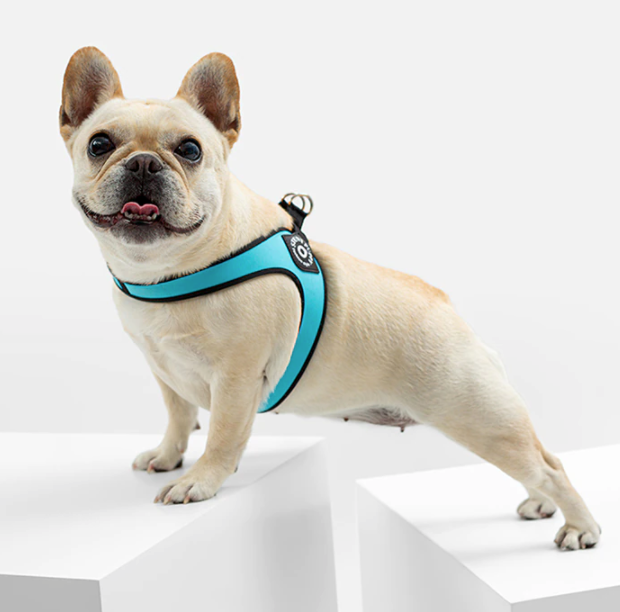 Elysian Bulldog Harness | No Pull, Premium Leather for Comfort and Style 6