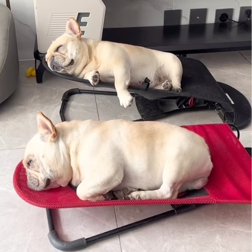 Fido Dog Chair | Portable, Breathable Cloth for French Bulldogs 0