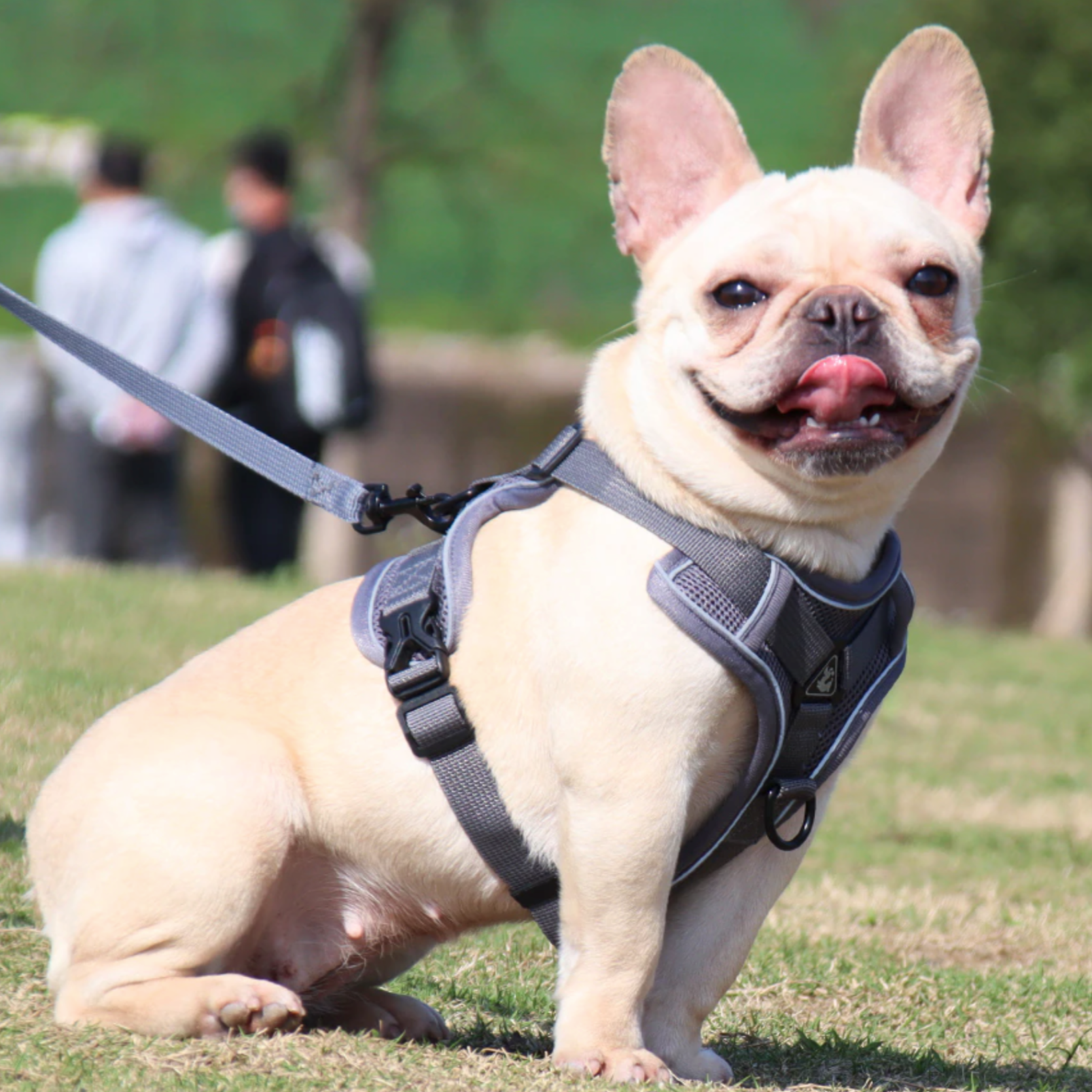 Fido Dog Harness | No Pull, Adjustable with Handle for French Bulldogs 5