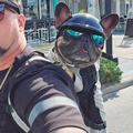 Fido Dog Helmet | Lightweight, Impact-Resistant, Adjustable Fit 0