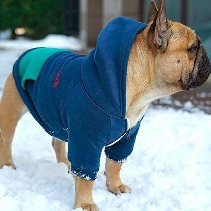 Fido Dog Hoodie | 100% Cotton, Cozy Design for French Bulldogs 5