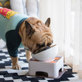 Fido Elevated Dog Bowl | Ceramic, Adjustable Design for French Bulldogs 0