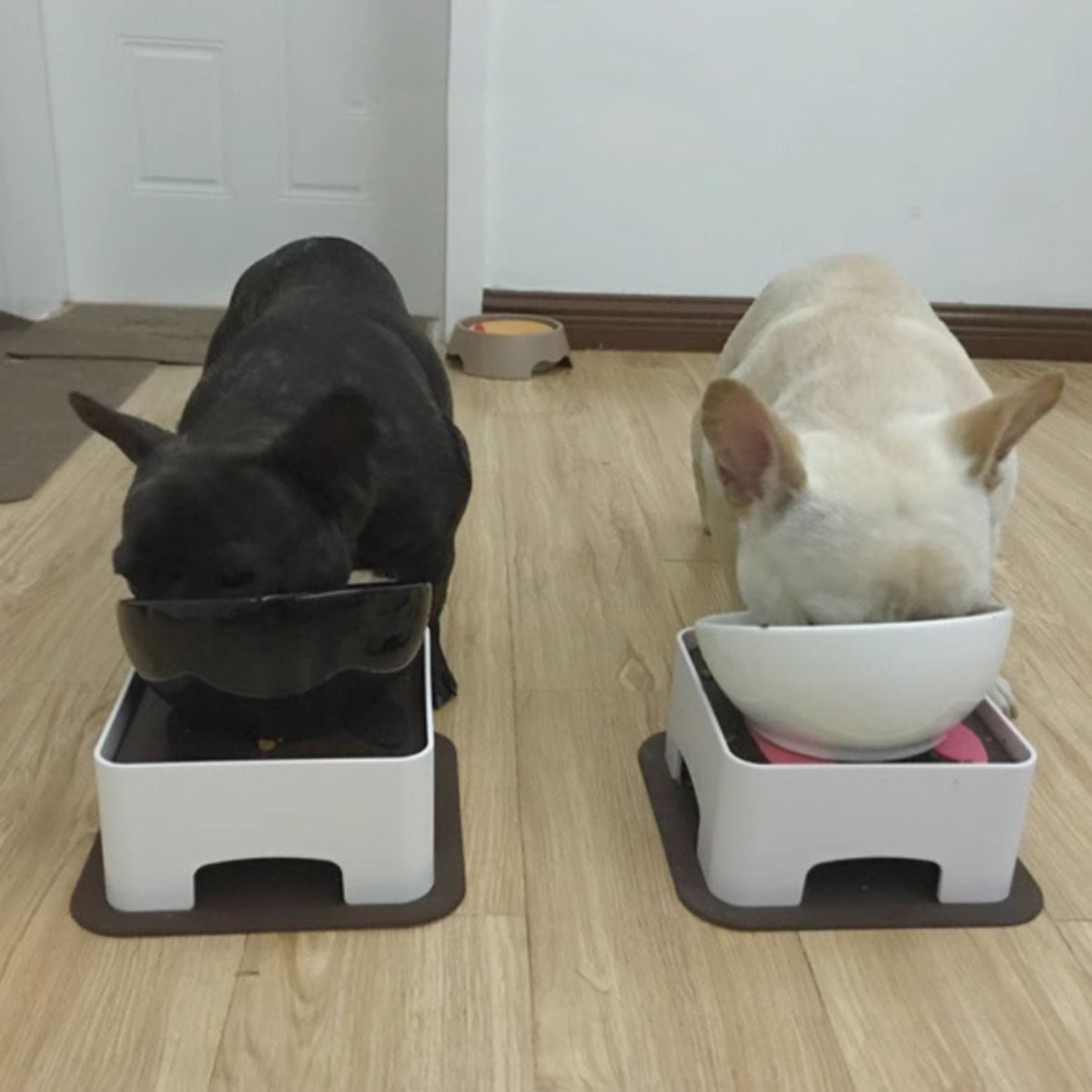 Fido Elevated Dog Bowl | Ceramic, Adjustable Design for French Bulldogs 4